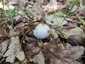 Fehér galóca (Amanita verna), Dél-Pest